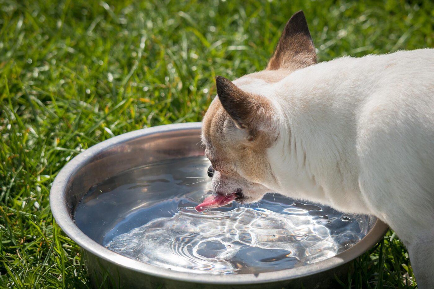 woda dla psa