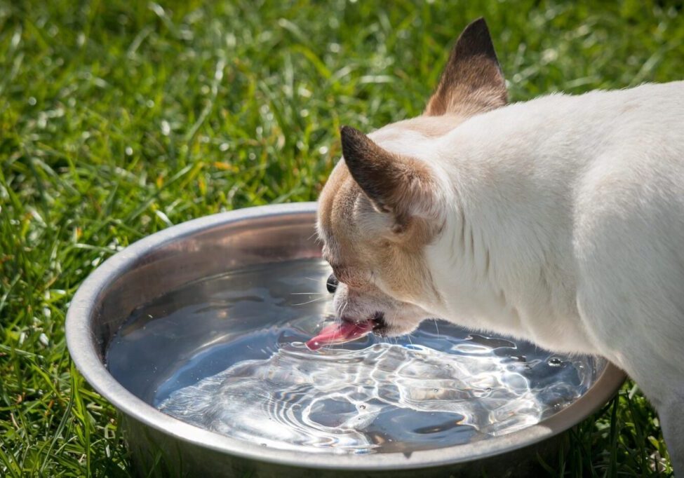 woda dla psa